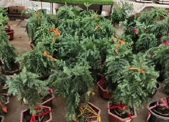 花语|松树开花有什么寓意 代表什么意思
