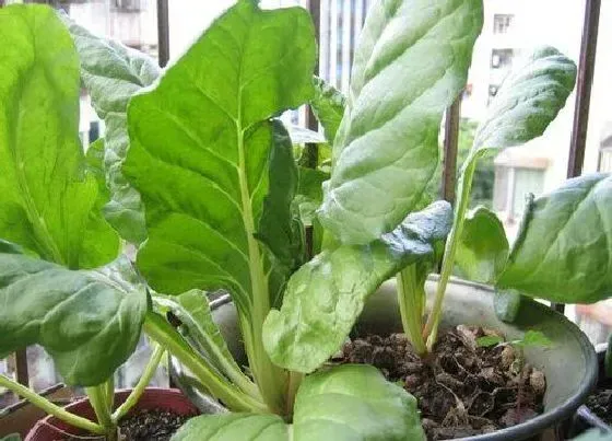 植物百科|皮菜生长在什么地方