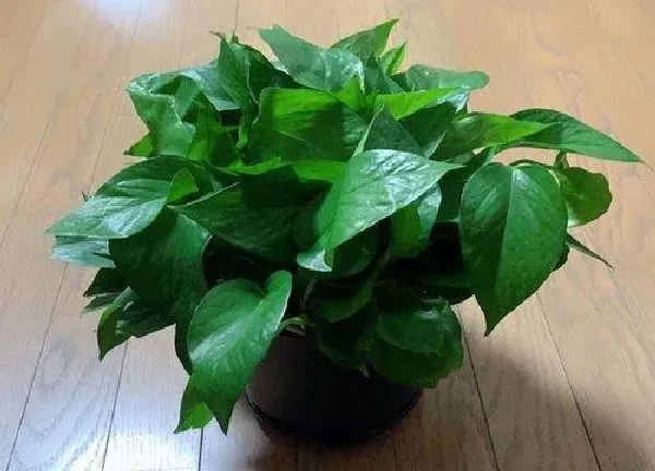 植物浇水|室内绿萝多久浇一次水