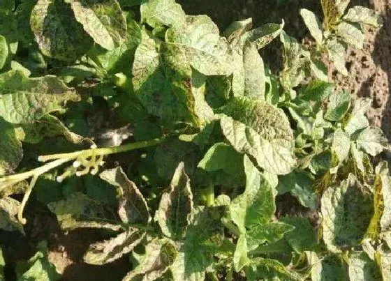 植物虫害|土豆病虫害防治方法与技术措施