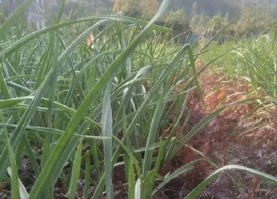 植物施肥|大蒜种植用什么肥料能使大蒜长的大高产，种大蒜最佳肥料）