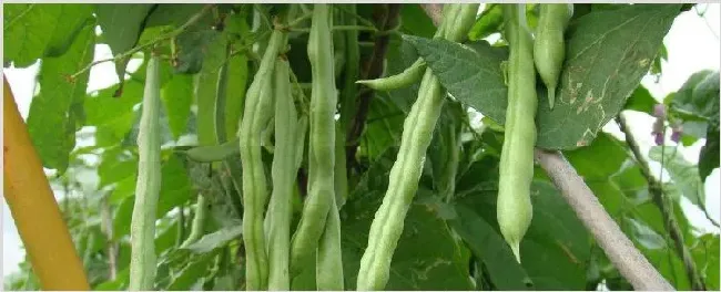 四季豆种植技术及施肥方法 | 农业科普