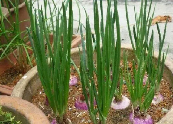 种植管理|洋葱几月份种植最好 哪个季节种植合适