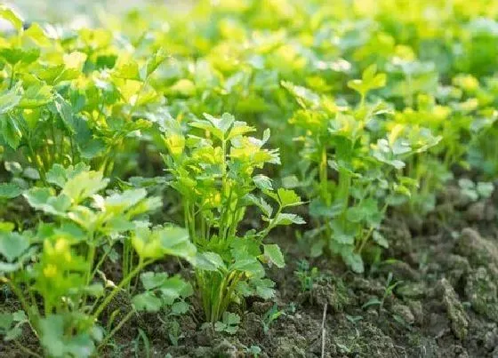 种植方法|香菜种植季节和方法步骤 怎么种植香菜出苗快