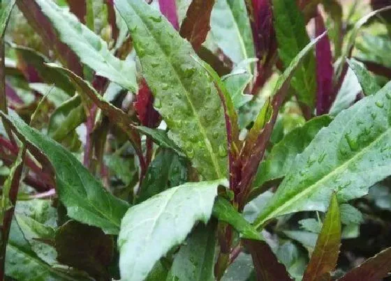 植物百科|皮菜生长在什么地方
