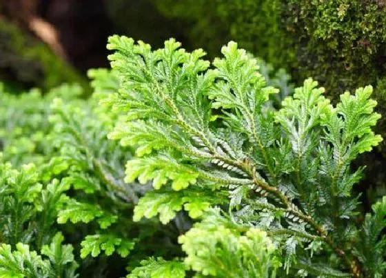 植物繁殖|卷柏怎么繁殖方法和注意事项