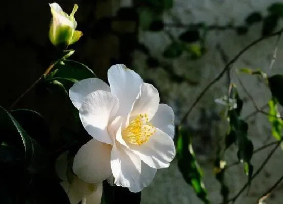 花语|白色山茶花花语及代表意义