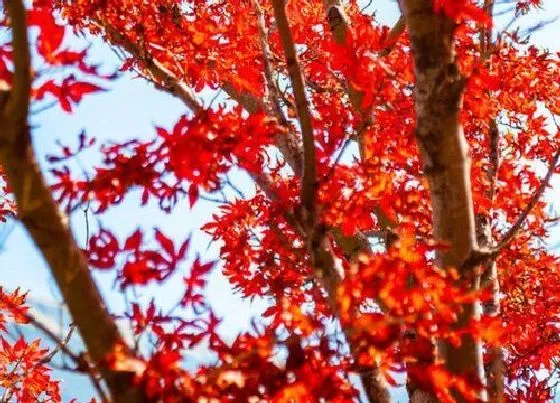花语|红枫的花语和寓意