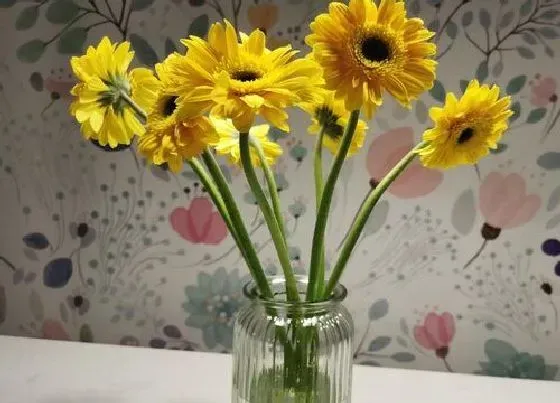 花语|非洲菊的花语是什么