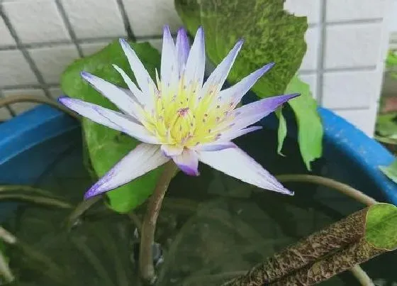 种植土壤|碗莲可以用沙子种吗