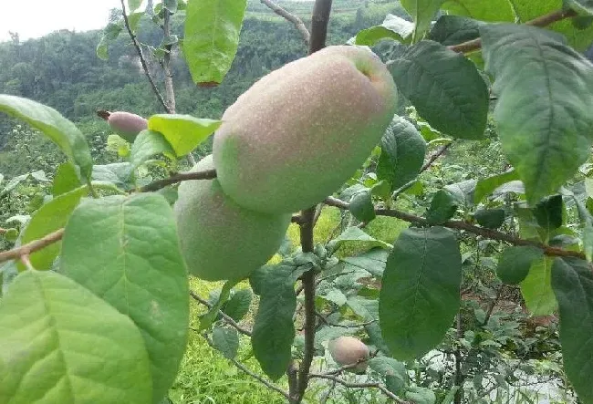 种植管理|怎样种木瓜产量高，木瓜高产种植管理方法与栽培技术要点）