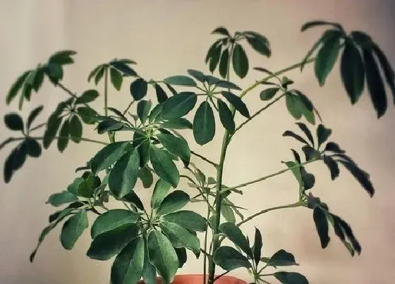 冬天植物|鹅掌柴耐寒多少度
