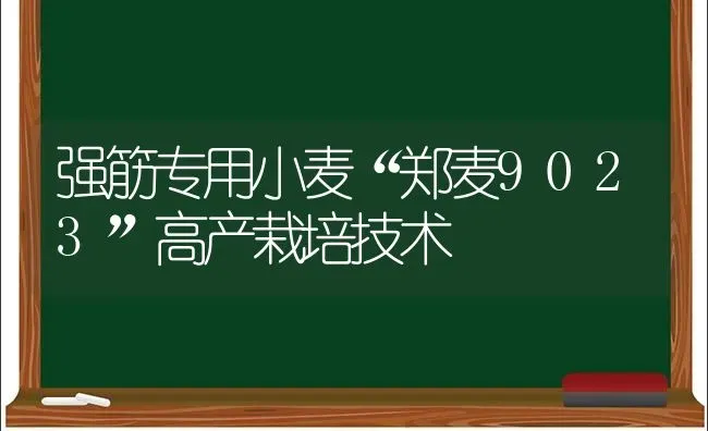 强筋专用小麦“郑麦9023”高产栽培技术 | 粮油作物种植