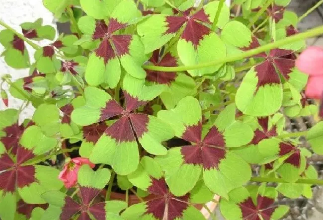 植物寓意|幸运草的寓意和象征（四叶草又叫什么寓意又是什么）