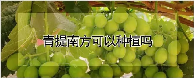 青提南方可以种植吗 | 种植技术