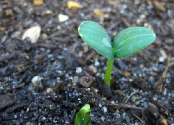 植物发芽|西瓜种子几天发芽