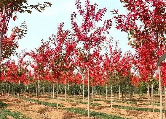 花语|红枫的花语和寓意
