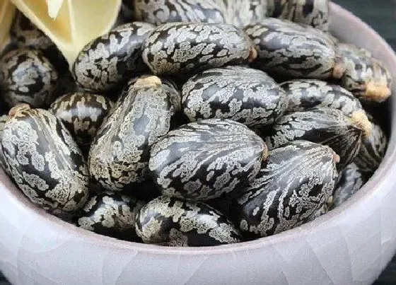 植物施肥|蓖麻子底肥施什么肥 底肥施用方法