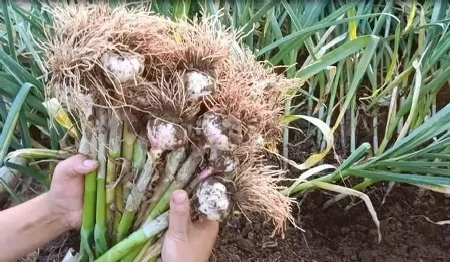 种植管理|马尾蒜是什么样子，出现马尾蒜如何补救防治）