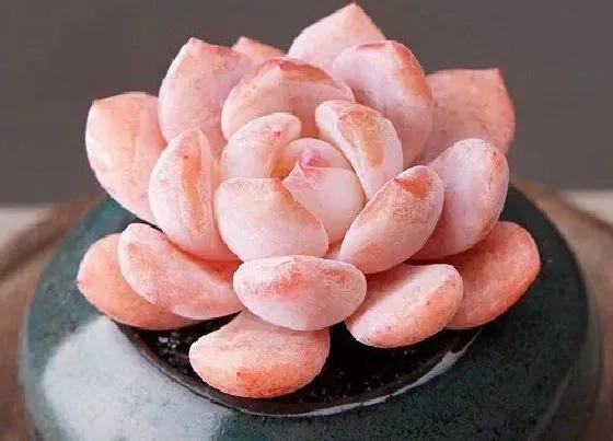 植物种类|新手适合养什么品种多肉（最值得入手的好看多肉植物）