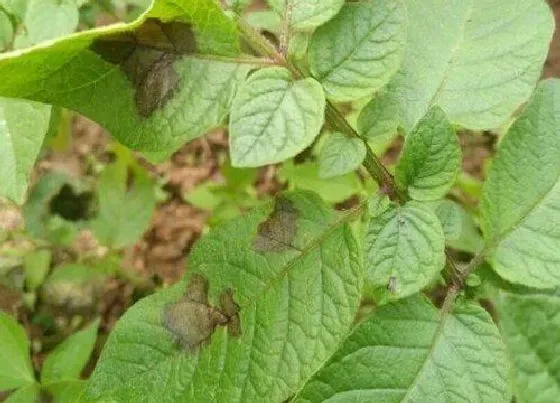 植物虫害|土豆病虫害防治方法与技术措施