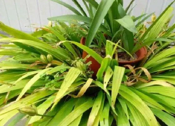 植物种类|鸢尾是木本植物吗