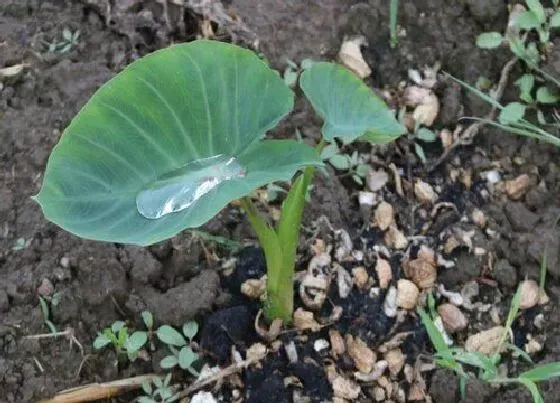 种植管理|芋头怎么栽种才能高产 芋头的种植方法与管理