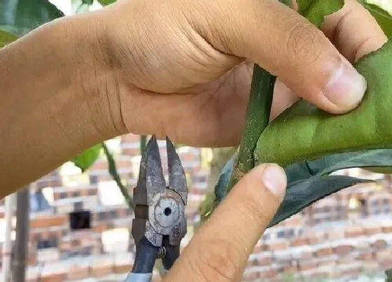 植物修剪|柚子树怎么剪枝 修剪技术与图解