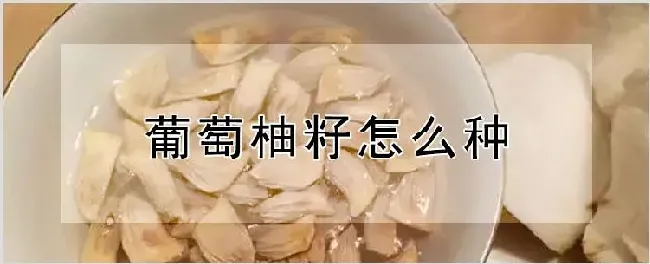 葡萄柚籽怎么种 | 自然知识