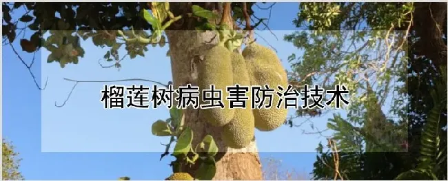 榴莲树病虫害防治技术 | 耕种资料