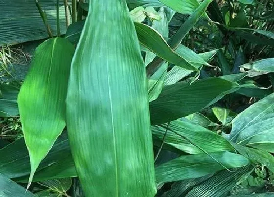 植物毒性|粽子叶子有毒吗