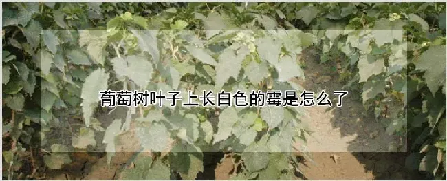 葡萄树叶子上长白色的霉是怎么了 | 农业技术