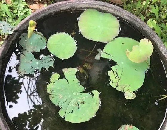 冬天植物|碗莲怎么过冬天