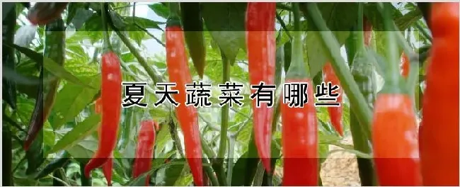 夏天蔬菜有哪些 | 种植技术