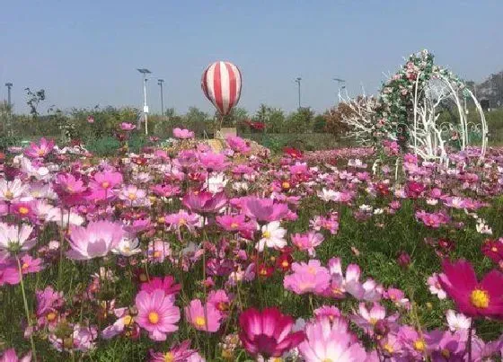 种植位置|格桑花可以种在院子里吗
