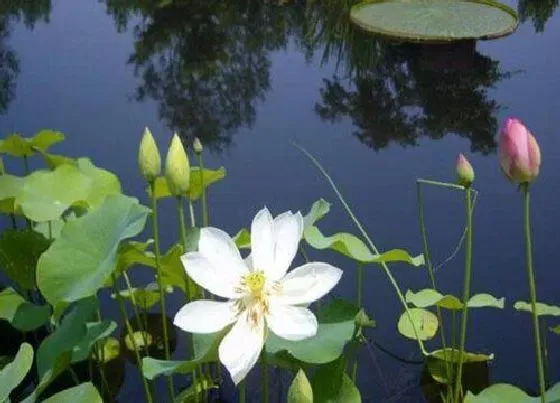 植物毒性|莲花有毒吗 可以放在室内养吗