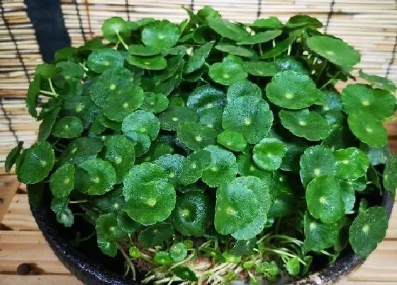植物施肥|金钱草用什么肥料好