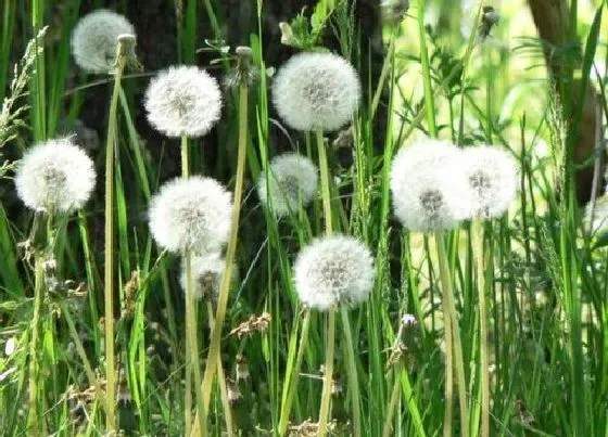 花朵|蒲公英花的特点