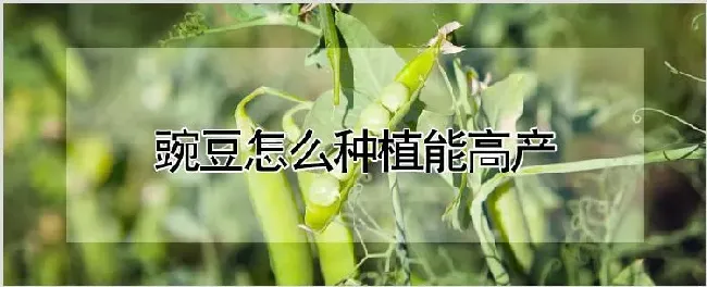 豌豆怎么种植能高产 | 自然知识