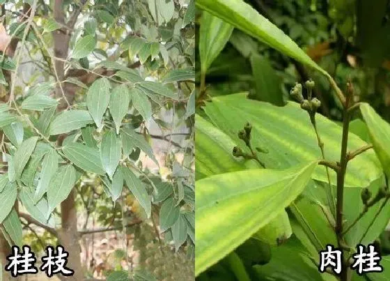 植物种类|桂枝和肉桂是一种树吗