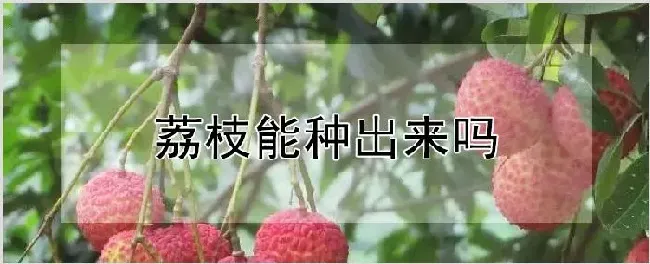 荔枝能种出来吗 | 种植资料