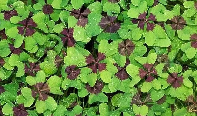 植物寓意|幸运草的寓意和象征（四叶草又叫什么寓意又是什么）