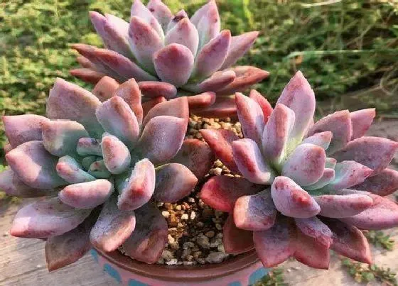 植物施肥|多肉怎么施肥才能更旺盛，如何给多肉施肥料又肥又胖）