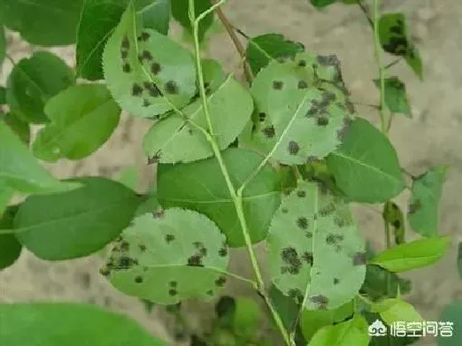 植物病害|梨树黑星病图片与防治方法（防治梨黑星病关键防治措施环节）