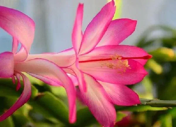 植物浇水|蟹爪莲冬天怎么浇水