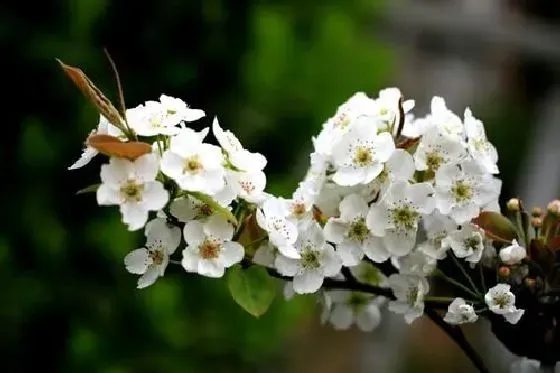 开花时间|梨花什么季节开花 开花月份