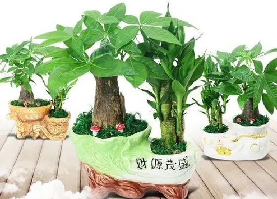 冬天植物|平安树怕冻吗