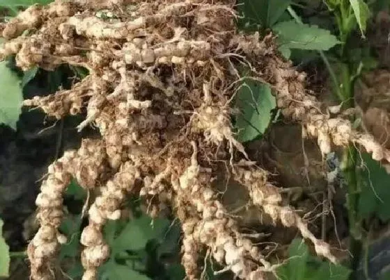 根部|马铃薯的根是什么样子的