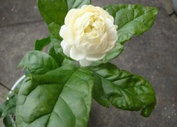 养殖科普|虎头茉莉几月份发芽（虎头茉莉什么时候出新芽开花）