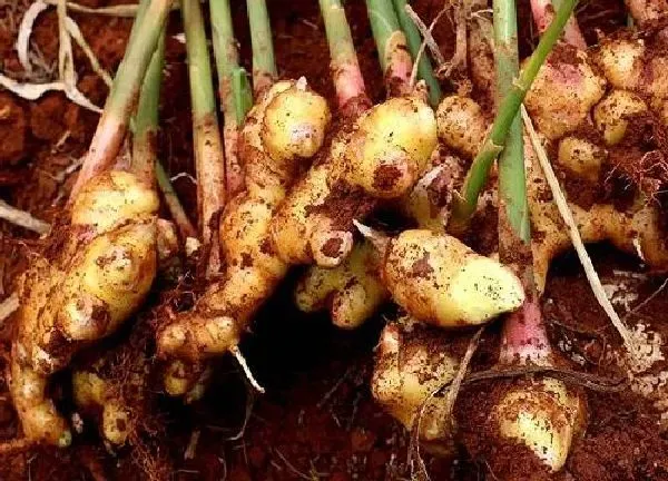 植物换土|种姜用什么土最好